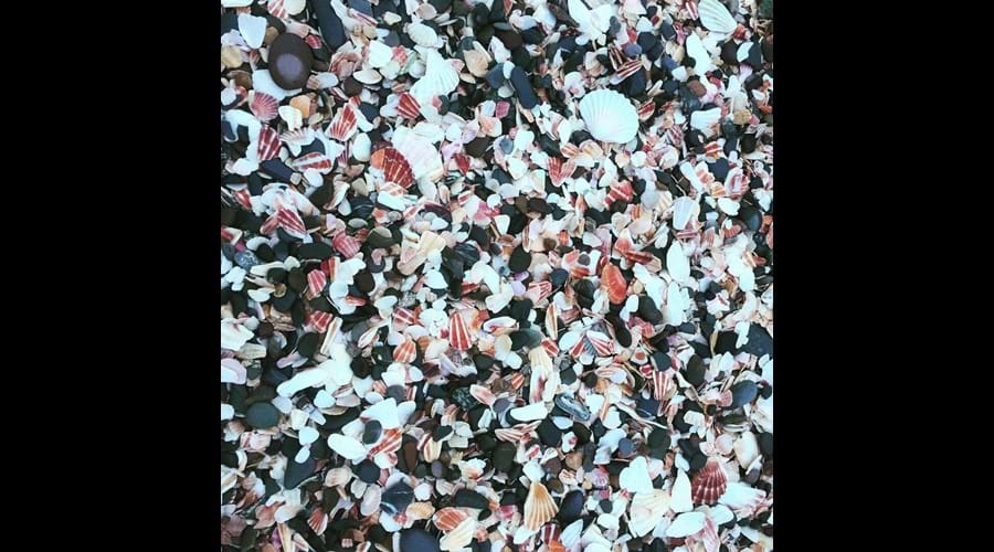 Gorgeous mosaic of scallop shells on Fenella beach, Peel