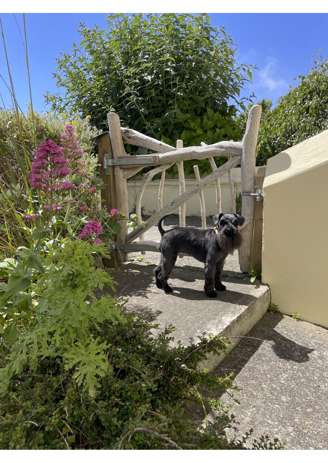 Dogs welcome at Chapel Bay Lodge!