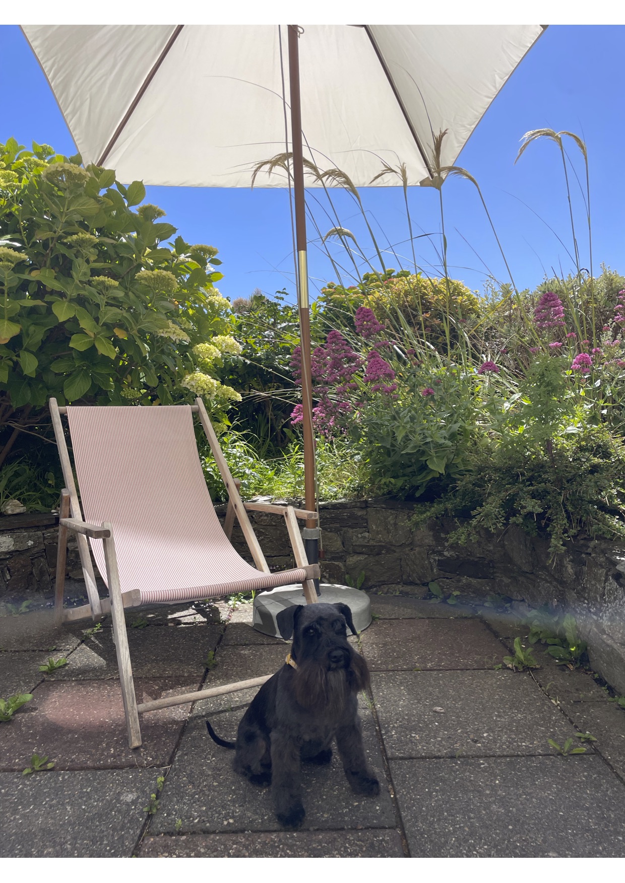 Dogs welcome!