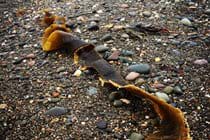 Kelp ribbon, Ramsey beach
