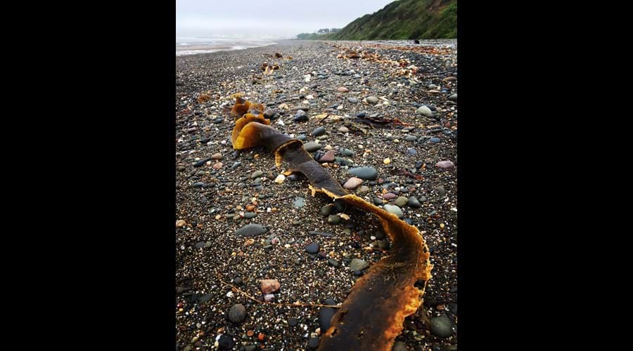 Kelp ribbon, Ramsey beach