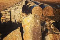 Sunlit hay bales on a walk from Scarlett point, Castletown