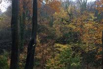 Autumnal colours in Molly Quirk