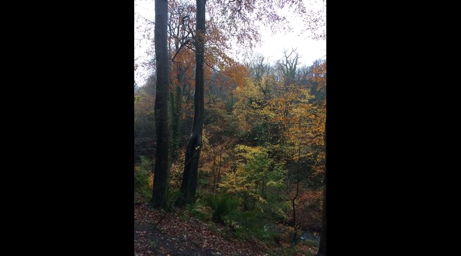 Autumnal colours in Molly Quirk