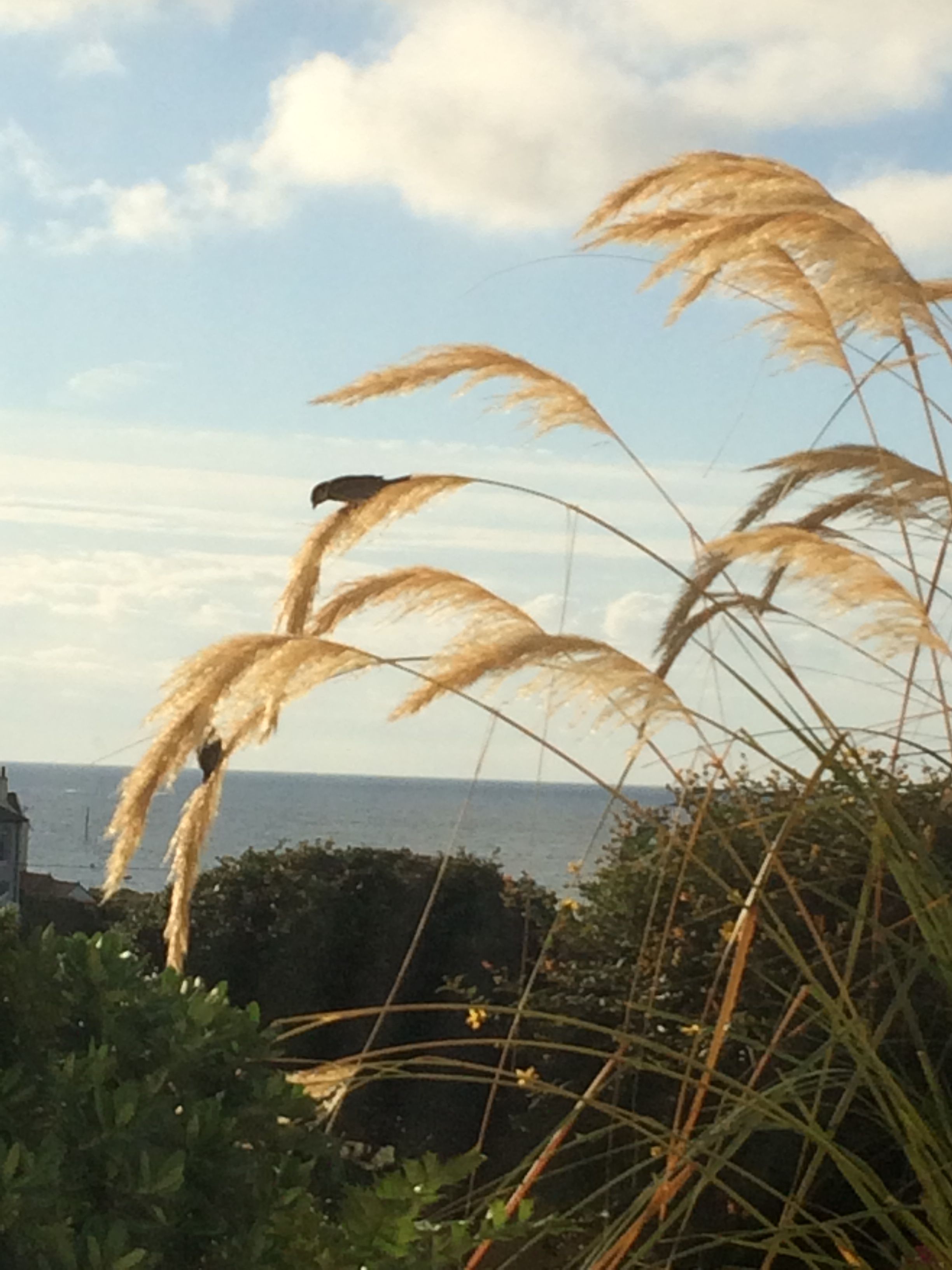 Sparrows balancing on the pampas in Chapel Bay Lodge