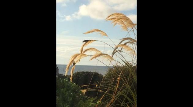 Sparrows balancing on the pampas in Chapel Bay Lodge