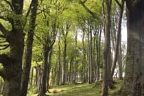 Sycamores on the back road between Brandywell and Ballaugh