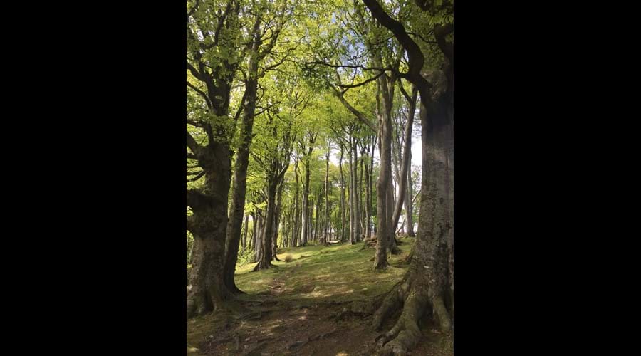 Sycamores on the back road between Brandywell and Ballaugh