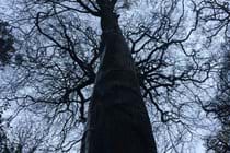 Tall trees! Molly Quirk