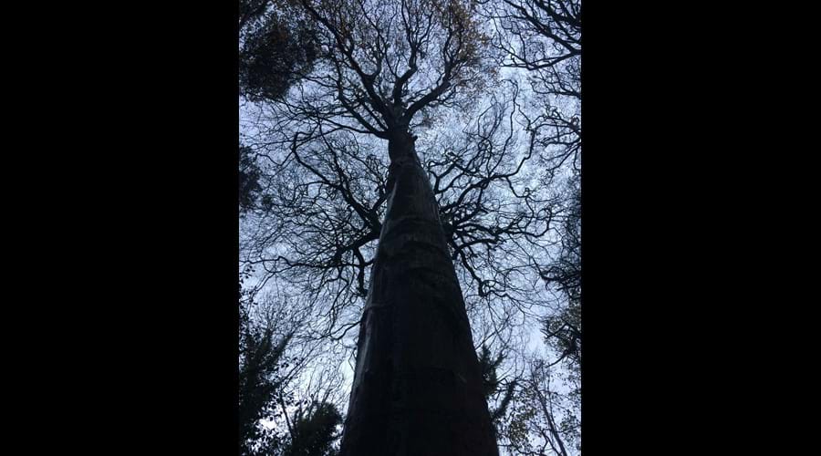 Tall trees! Molly Quirk