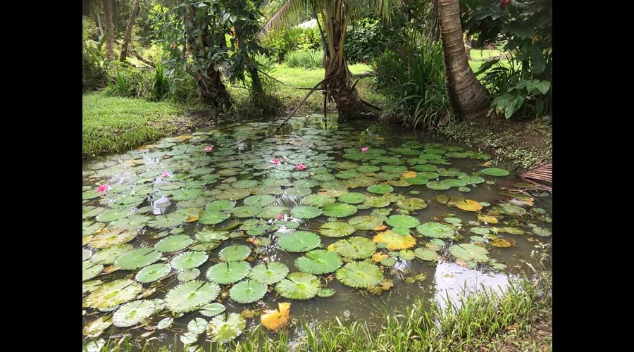 One of three lilyponds on our property.