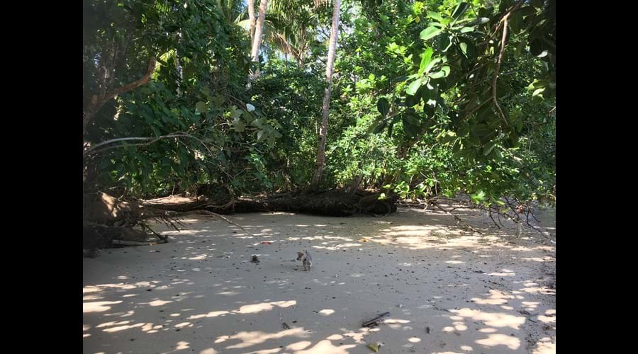 Another picnic venue where the jungle meets the beach.