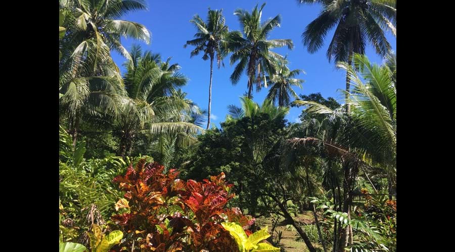 Tropical plants of many varieties & colours, with a stunning blue sky as the perfect backdrop.