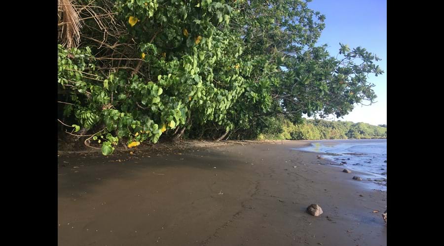 Plenty of shade for picnics on the beach.