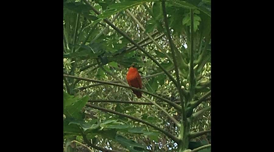 We have two male Peach Doves & one female that regularly visit our gardens.