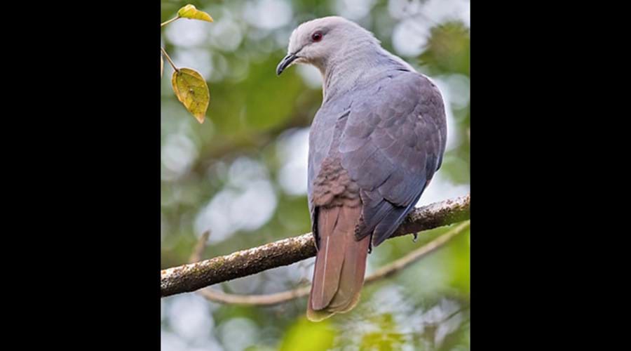 The Barking Pigeon is indigenous to our island & has a distinct "barking" sound as its call.
