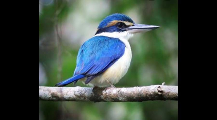 Brightly coloured & extremely active, you will see many Kingfishers throughout our estate.