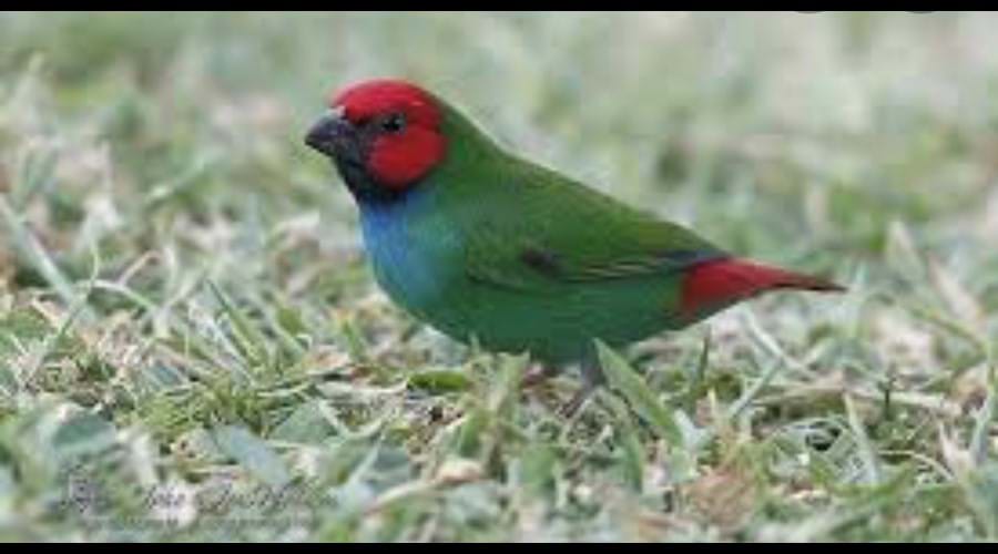 Parrot Finches have to be the cutest bird ever & love hopping around on the grassed areas.