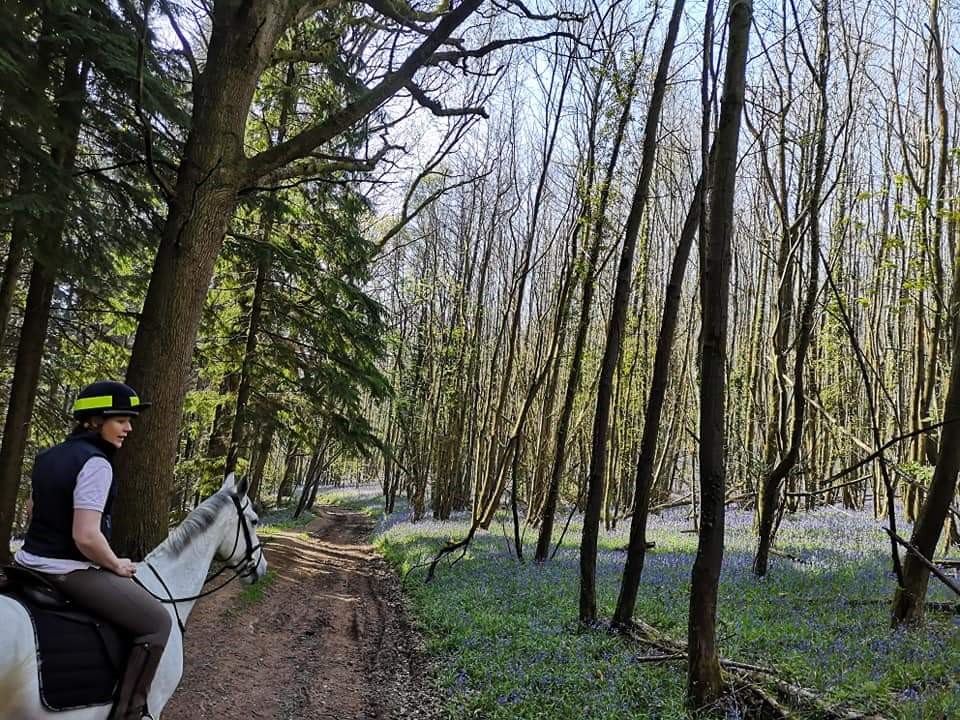 Bluebell woods