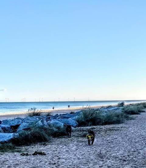 Dogs on Scratby Beach