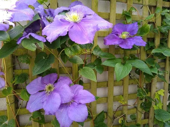 Clematis on Terrace, Summer 2019