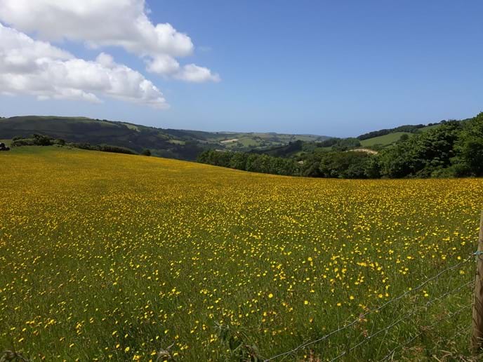 Stunning view down towards the coast across a wild flower meadow at the top of the drive