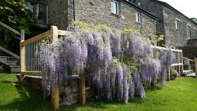 Wisteria|Nutcombe Cottage| Nutcombe Holiday Cottages