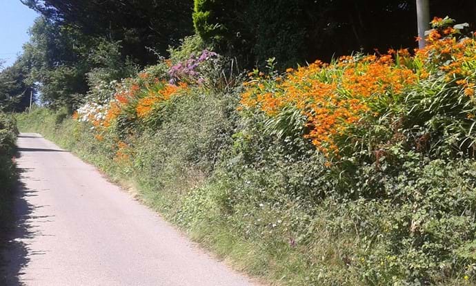 Beautiful flowers frame the private driveway down to Nutcombe Cottages