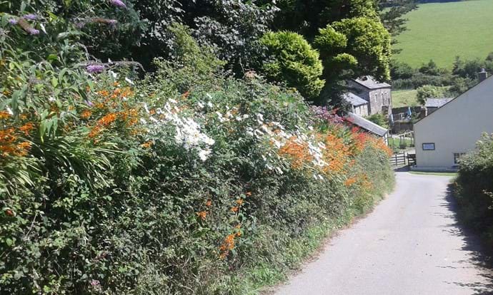 Approach to the cottages down a long private driveway with beautiful wild flowers