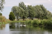River lark scene