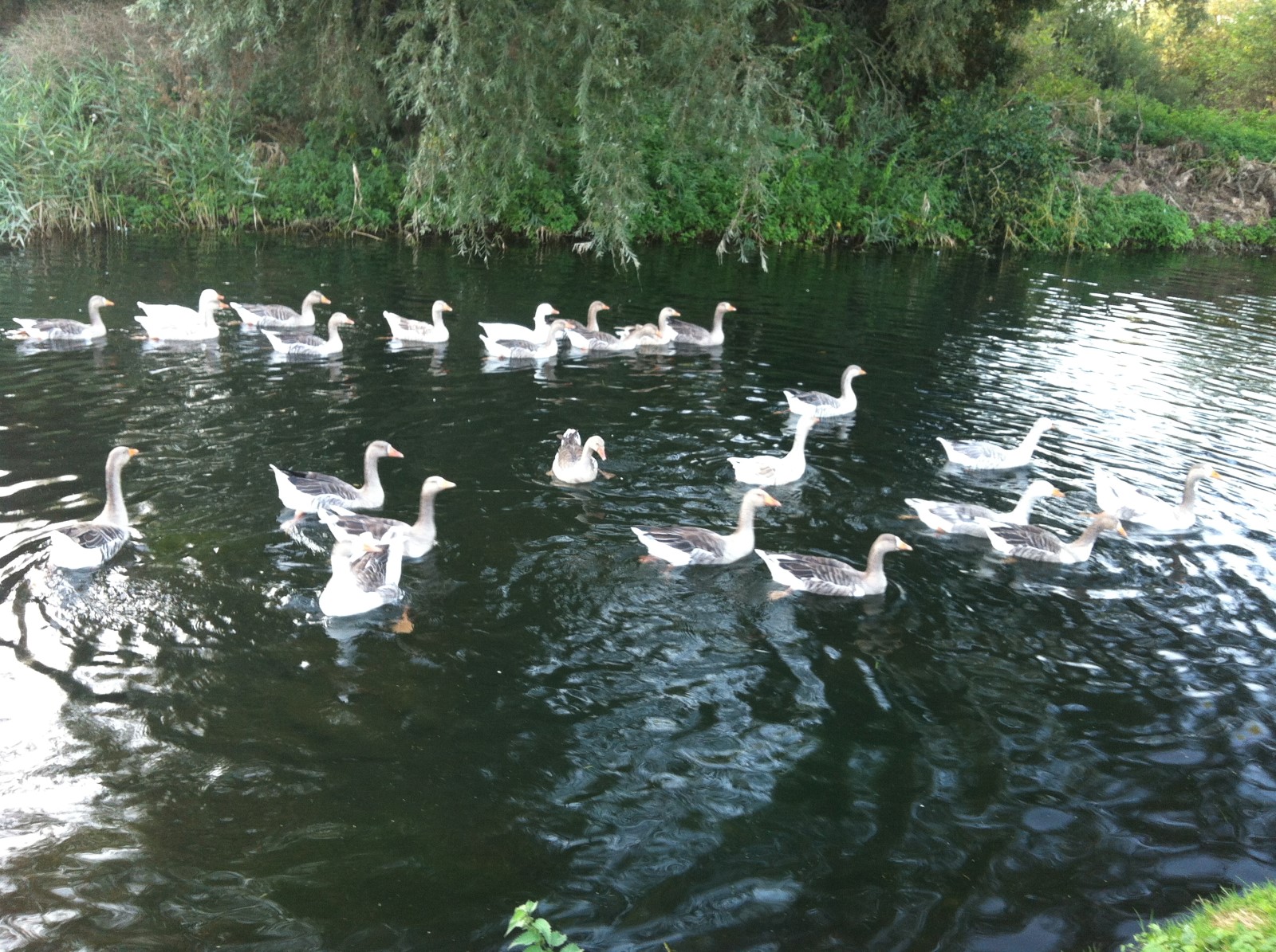 On the way to a punch up with their Canadian rivals