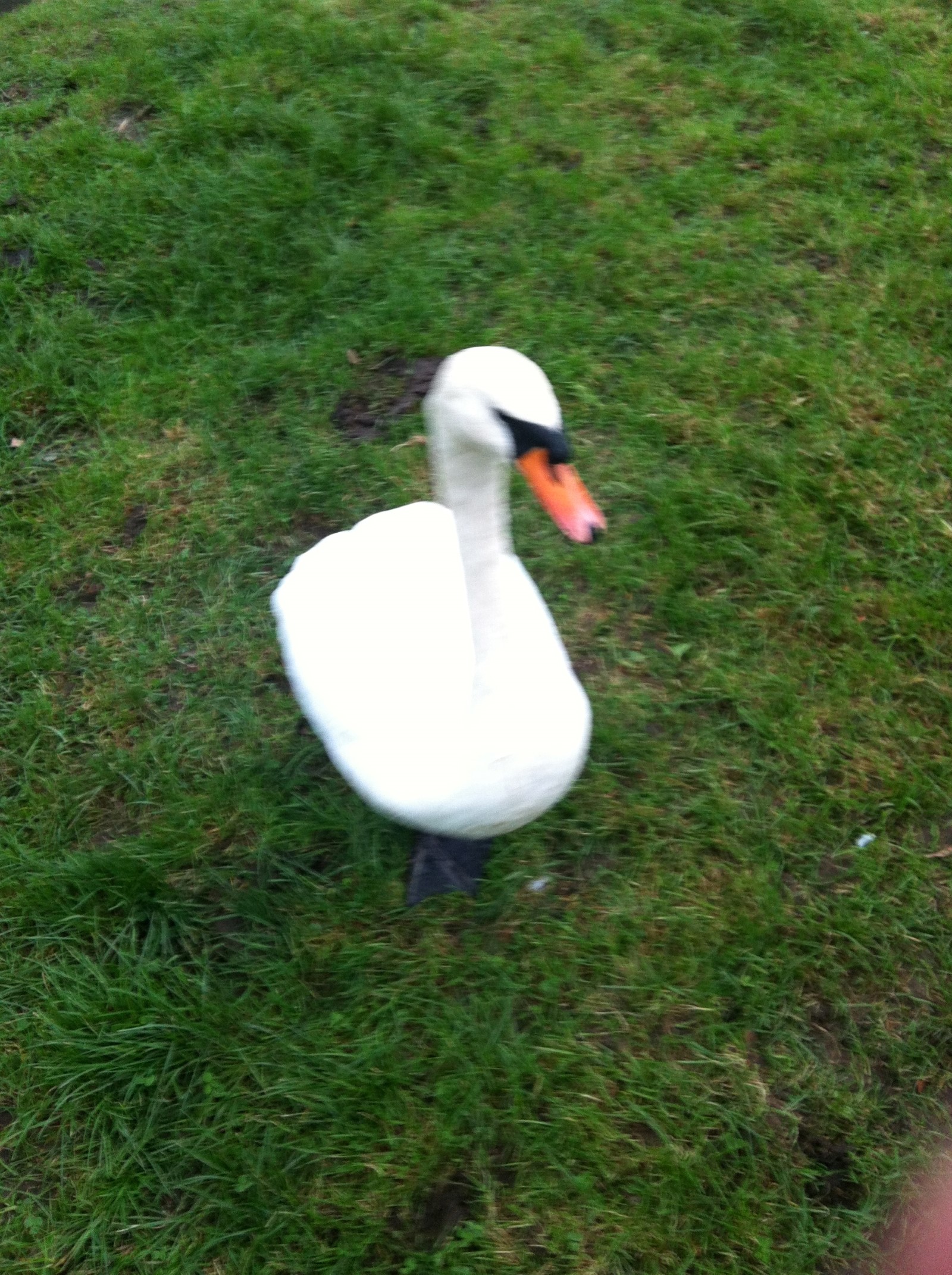 Friendly(ish) swan