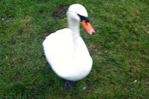 Friendly(ish) swan