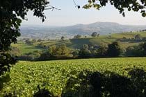 View of Corndon Hill from the garden