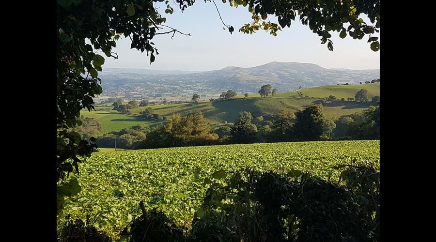 View of Corndon Hill from the garden
