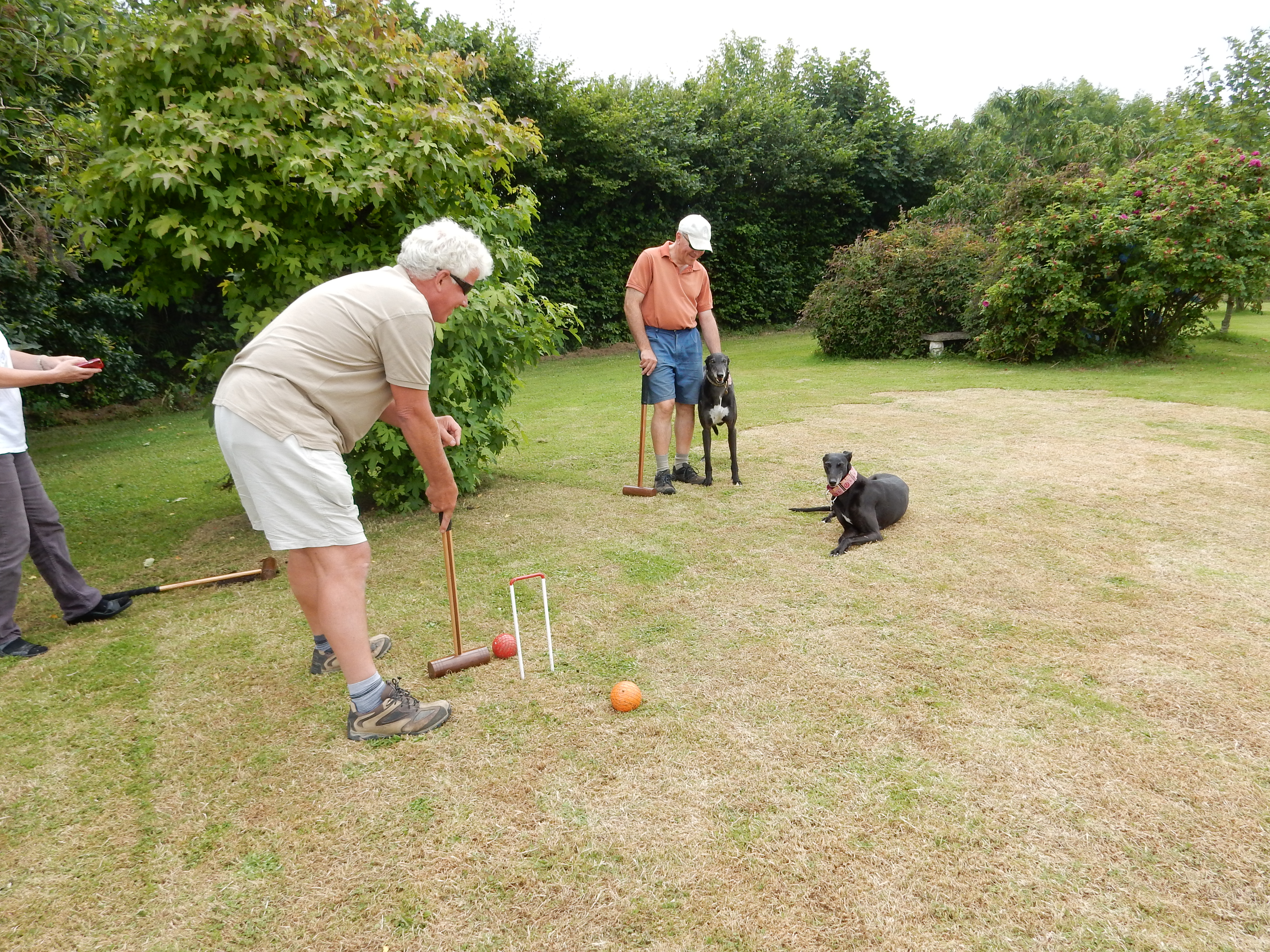 Croquet in the garden - with two happy greyhounds!