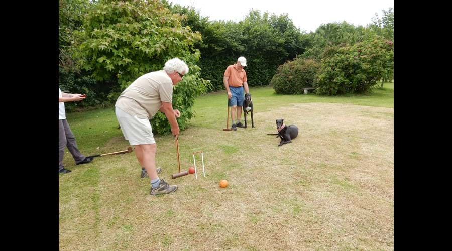 Croquet in the garden - with two happy greyhounds!