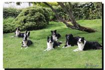 Back garden with collies