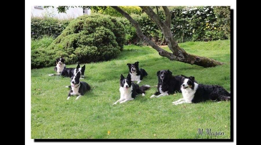 Back garden with collies