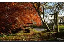 Autumn colour on riverside walk