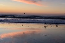 Sunrise with Oystercatchers