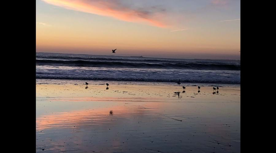 Sunrise with Oystercatchers