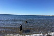 A calm day at Alnmouth