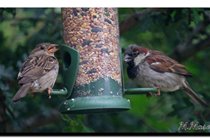 House Sparrows. We also have Tree Sparrows..