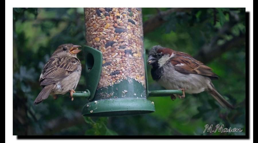 House Sparrows. We also have Tree Sparrows..