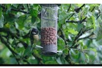 Great tit in apple tree