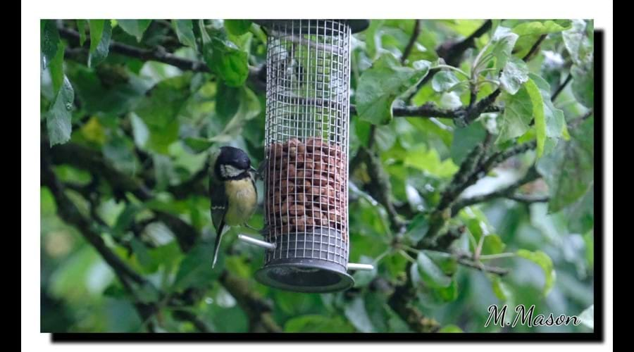 Great tit in apple tree