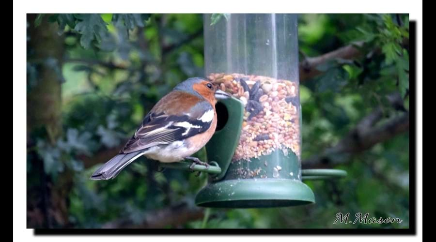 Chaffinch