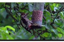 Greater Spotted Woodpecker