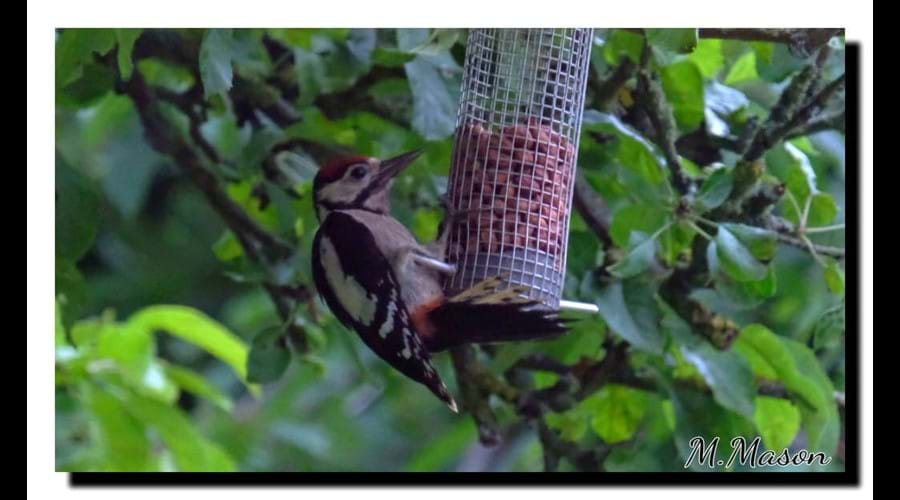 Greater Spotted Woodpecker